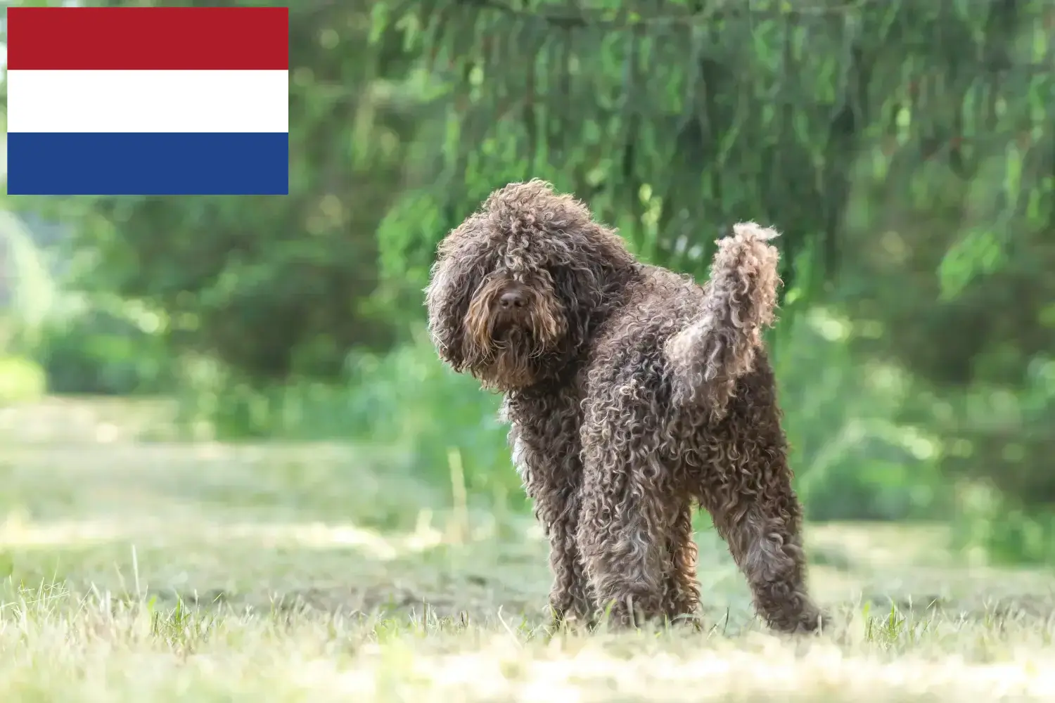 Szczenięta barbet i hodowcy Holandia Tutaj znajdziesz hodowców rasy Barbet w Holandia.