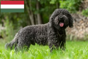 Read more about the article Hodowcy barbetów i szczenięta w Węgry