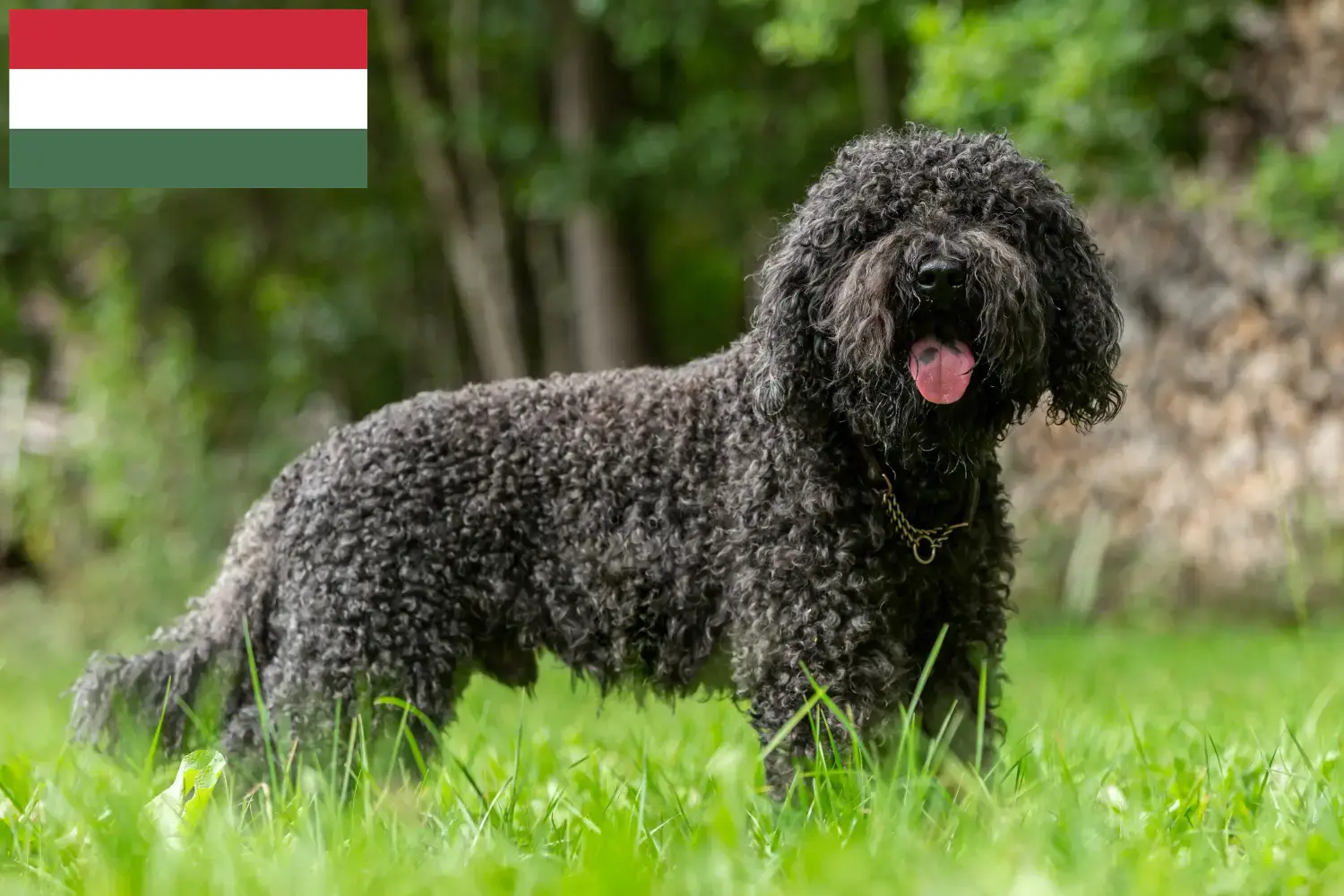 Barbet szczenięta i hodowcy Węgry Tutaj można znaleźć hodowców Barbets w Węgry.
