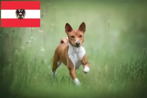 Read more about the article Hodowcy i szczenięta Basenji w Austria