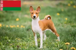 Read more about the article Hodowcy i szczenięta Basenji w Białoruś