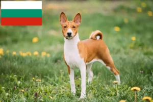 Read more about the article Hodowcy i szczenięta Basenji w Bułgaria