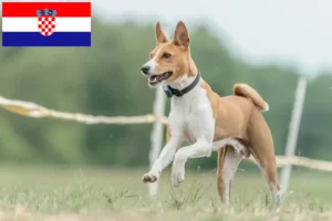 Read more about the article Hodowcy i szczenięta Basenji w Chorwacja