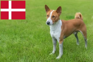 Read more about the article Hodowcy i szczenięta Basenji w Dania