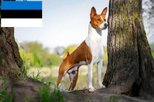 Read more about the article Hodowcy i szczenięta Basenji w Estonia
