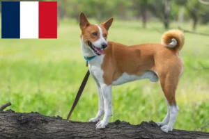 Read more about the article Hodowcy i szczenięta Basenji w Francja