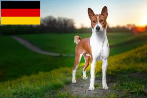Read more about the article Hodowcy i szczenięta Basenji w Niemcy