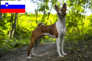Read more about the article Hodowcy i szczenięta Basenji w Słowenia