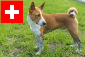Read more about the article Hodowcy i szczenięta Basenji w Szwajcaria