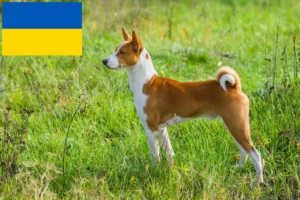 Read more about the article Hodowcy i szczenięta Basenji w Ukraina