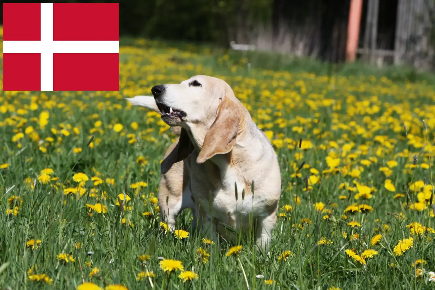 Basset Artésien Normand szczenięta i hodowcy Dania Znajdź hodowców Basset artésien normands w Dania tutaj.
