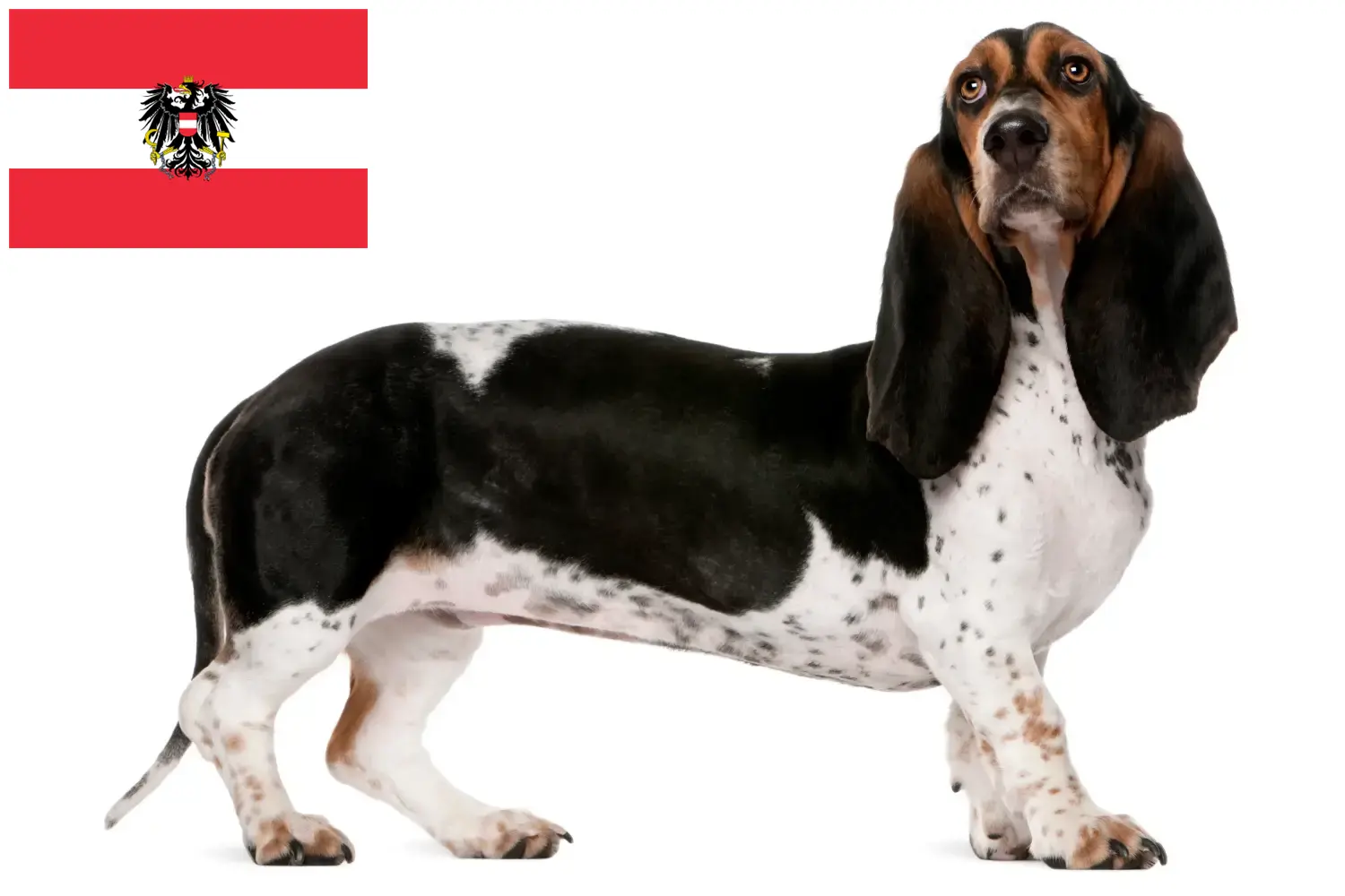 Basset Artésien Normand szczenięta i hodowcy Austria Tutaj znajdziesz hodowców rasy Basset artésien normands w Austria.