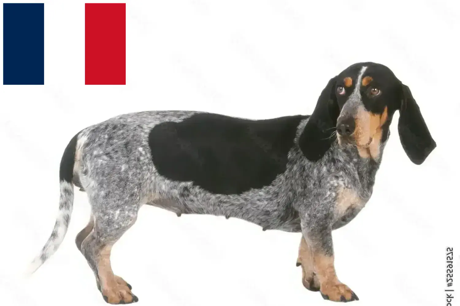 Basset bleu de Gascogne szczenięta i hodowcy Francja Znajdź hodowców Basset bleu de Gascognes w Francja tutaj.