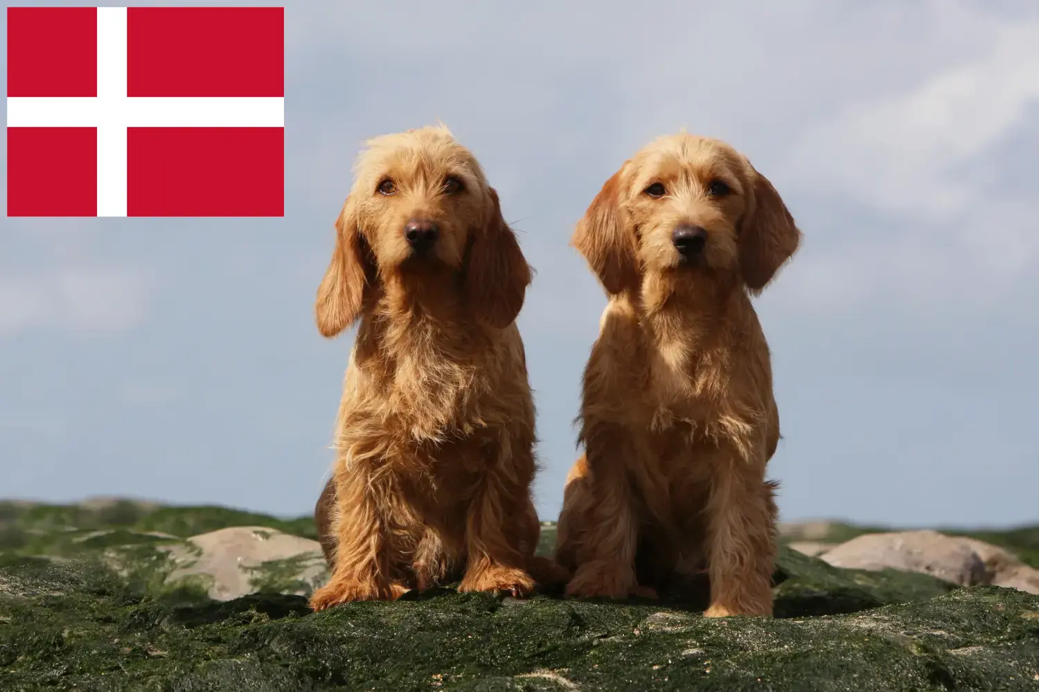 Basset fauve de Bretagne szczenięta i hodowcy Dania Znajdź hodowców Basset fauve de Bretagne w Dania.