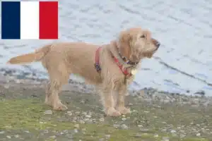 Read more about the article Basset fauve de Bretagne hodowcy i szczenięta w Francja