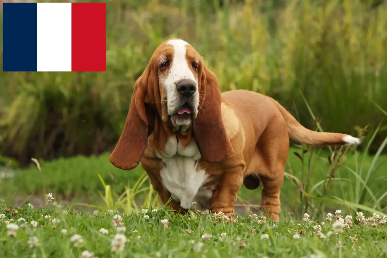 Read more about the article Basset Hound hodowcy i szczenięta w Francja