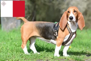 Read more about the article Basset Hound hodowcy i szczenięta w Malta