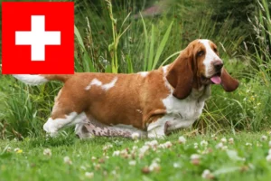 Read more about the article Hodowcy i szczenięta Basset Hound w Szwajcaria