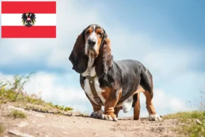 Read more about the article Hodowcy i szczenięta Basset Hound w Austria
