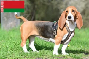 Read more about the article Hodowcy i szczenięta Basset Hound w Białoruś