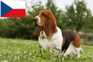 Read more about the article Hodowcy i szczenięta Basset Hound w Republika Czeska