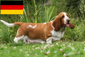 Read more about the article Hodowcy i szczenięta Basset Hound w Niemcy