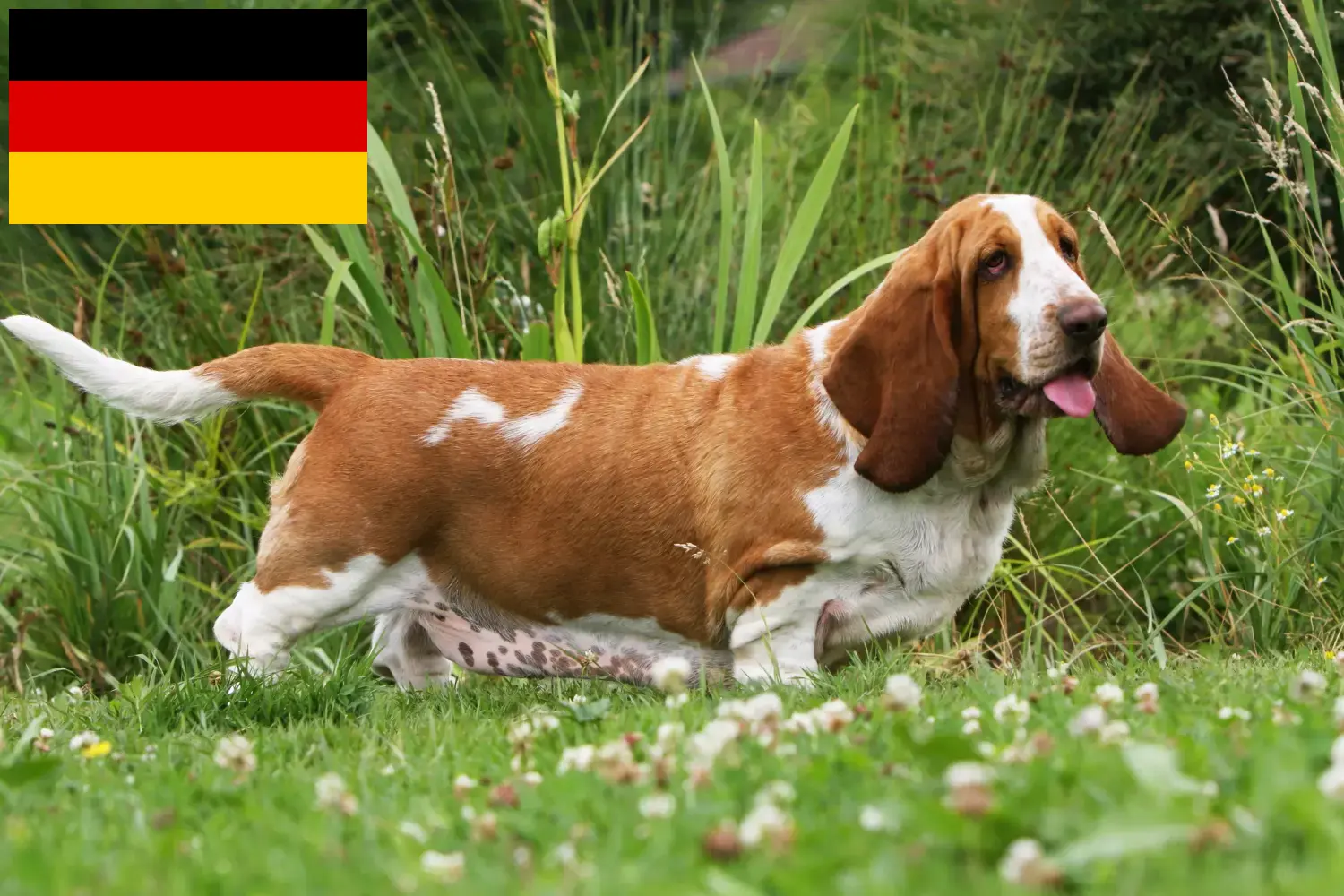 Read more about the article Hodowcy i szczenięta Basset Hound w Niemcy