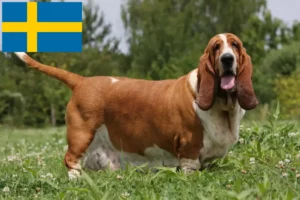 Read more about the article Hodowcy i szczenięta Basset Hound w Szwecja