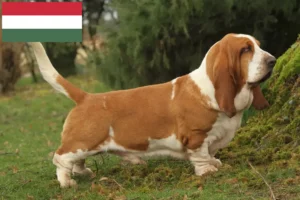 Read more about the article Hodowcy i szczenięta Basset Hound w Węgry