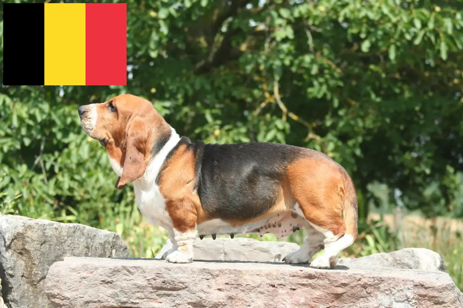 Read more about the article Basset Hound hodowcy i szczenięta w Belgia