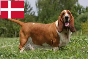 Read more about the article Basset Hound hodowcy i szczenięta w Dania