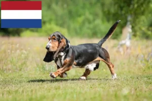 Read more about the article Hodowcy psów rasy basset i szczenięta w Holandia