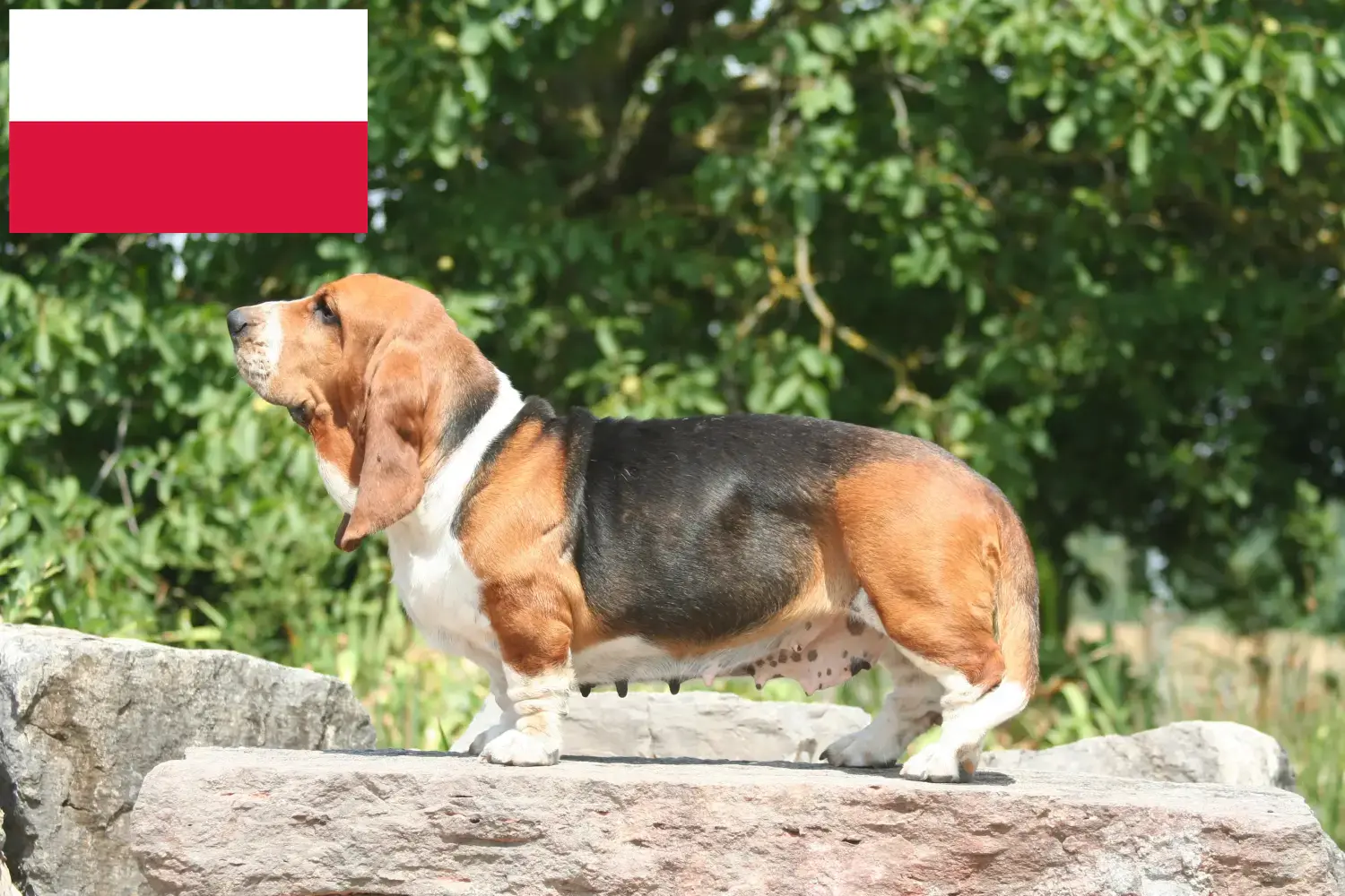 Basset Hound szczenięta i hodowcy Polska Tutaj można znaleźć hodowców Basset Hounds w Polska.