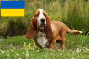 Read more about the article Basset Hound hodowcy i szczenięta w Ukraina