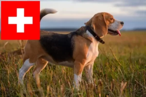 Read more about the article Hodowcy i szczenięta Beagle w Szwajcaria