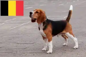 Read more about the article Hodowcy i szczenięta rasy Beagle w Belgia