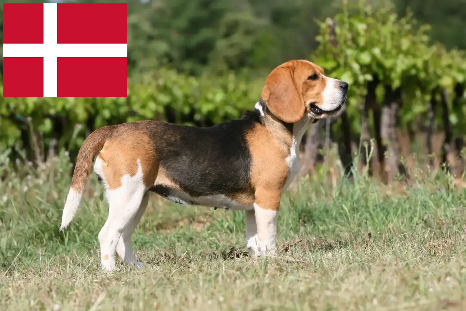 Beagle szczenięta i hodowcy Dania Znajdź tutaj hodowców rasy Beagle w Dania.