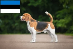 Read more about the article Hodowcy i szczenięta rasy Beagle w Estonia