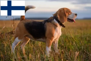 Read more about the article Hodowcy i szczenięta rasy Beagle w Finlandia