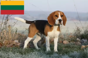 Read more about the article Hodowcy i szczenięta rasy Beagle w Litwa