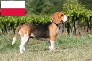 Read more about the article Hodowcy i szczenięta rasy Beagle w Polska