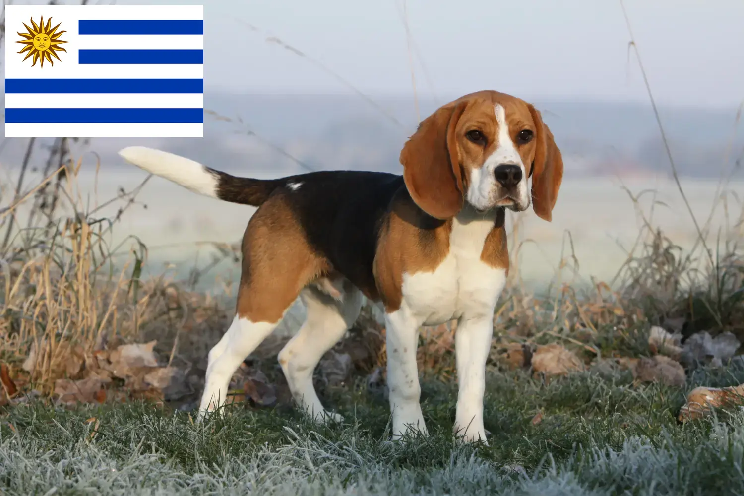Beagle szczenięta i hodowcy Urugwaj Znajdź hodowców rasy Beagle w Urugwaj.