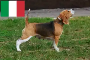 Read more about the article Hodowcy i szczenięta Beagle w Włochy