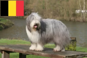Read more about the article Hodowcy i szczenięta Bearded Collie w Belgia