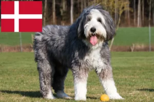 Read more about the article Hodowcy i szczenięta Bearded Collie w Dania