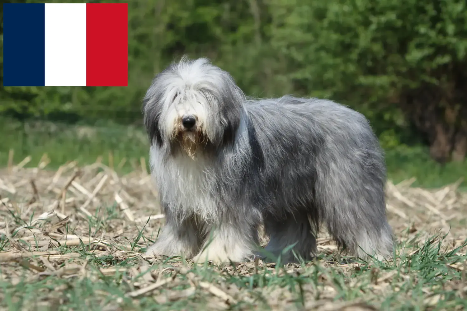 Bearded collie szczenięta i hodowcy Francja Znajdź hodowców Bearded collie w Francja.