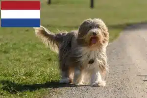 Read more about the article Hodowcy i szczenięta Bearded collie w Holandia