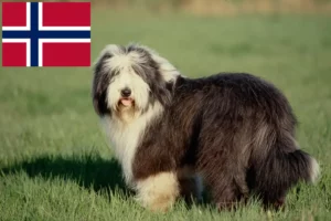 Read more about the article Hodowcy i szczenięta Bearded Collie w Norwegia
