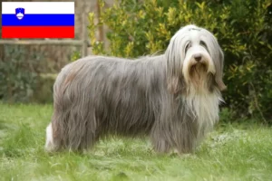 Read more about the article Hodowcy i szczenięta Bearded Collie w Słowenia