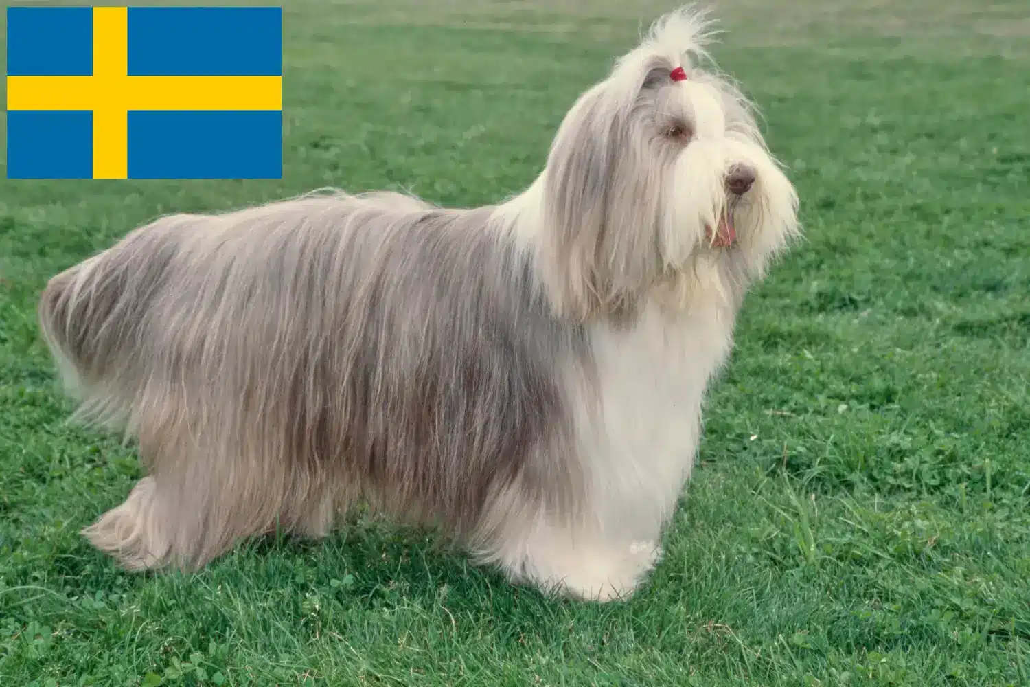 Szczenięta i hodowcy Bearded Collie Szwecja Tutaj znajdziesz hodowców Bearded collie w Szwecja.